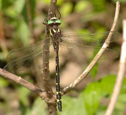 Image of Cordulegaster talaria Tennessen 2004