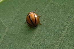 Image of Lady beetle