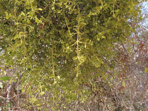 Image of Christmas mistletoe