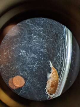 Image of big-eye amphipod