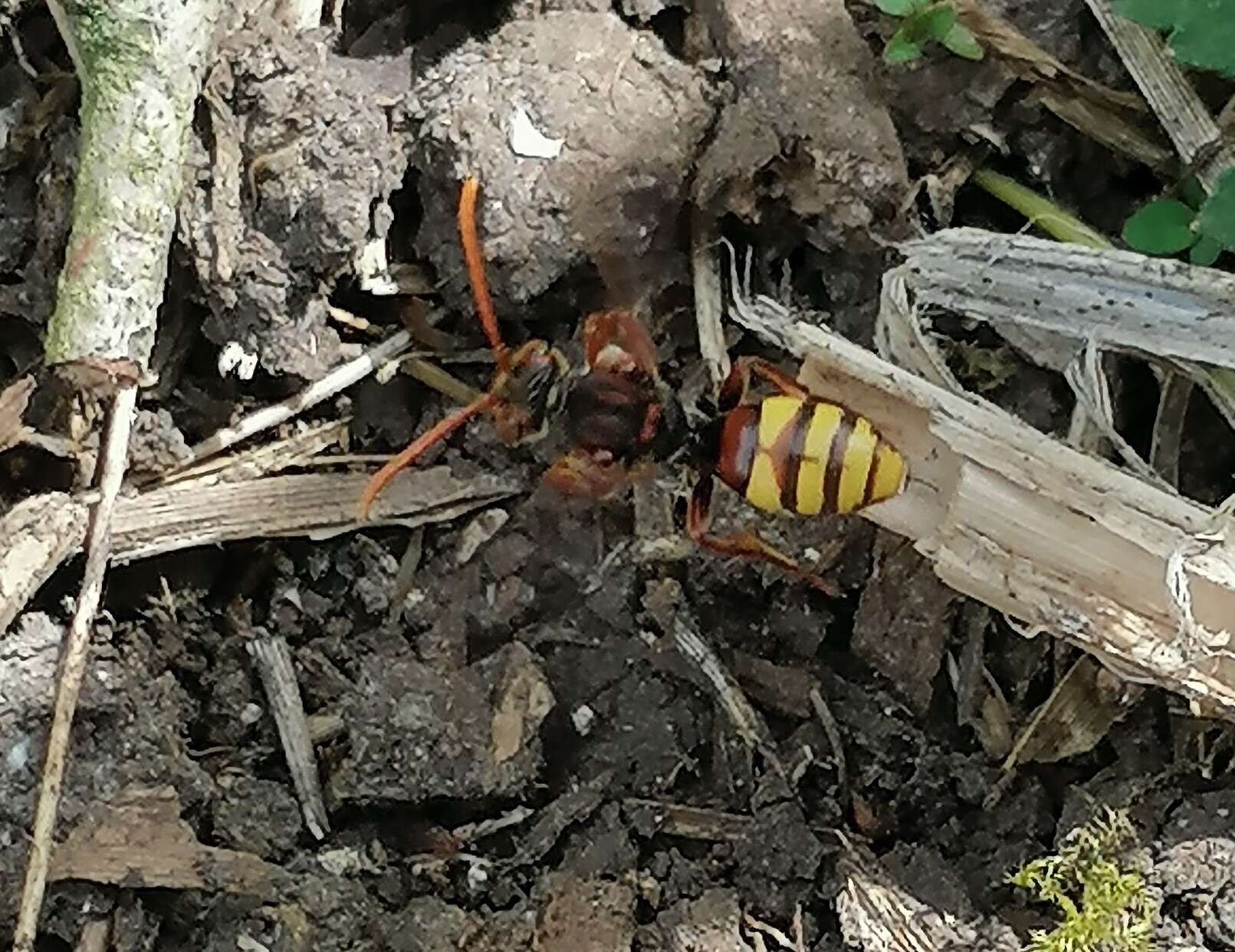 Image of Panzer's Cuckoo Nomad Bee