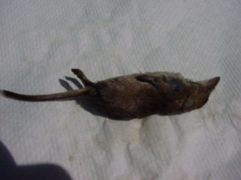 Image of Maritime Shrew