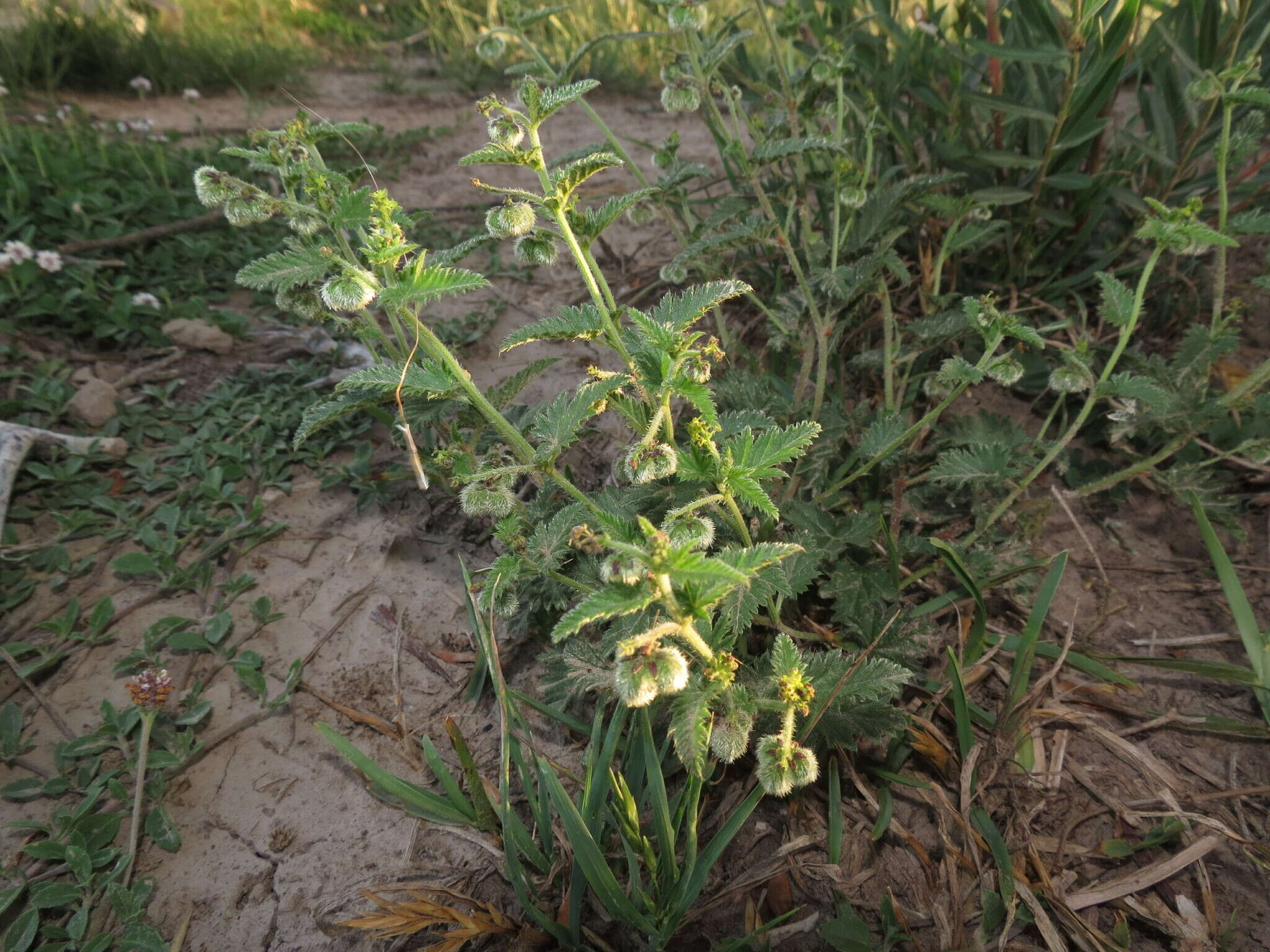 Image of Tragia geraniifolia Klotzsch ex Müll. Arg.