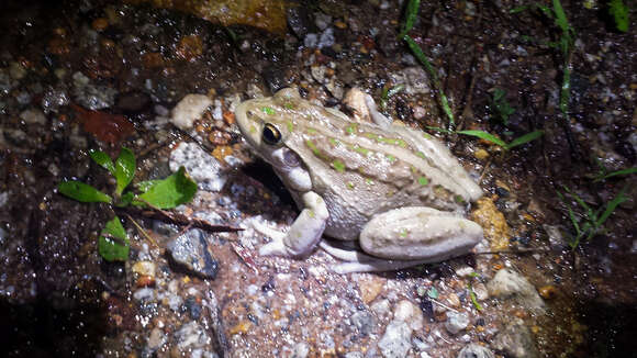 Image of Bell Frog