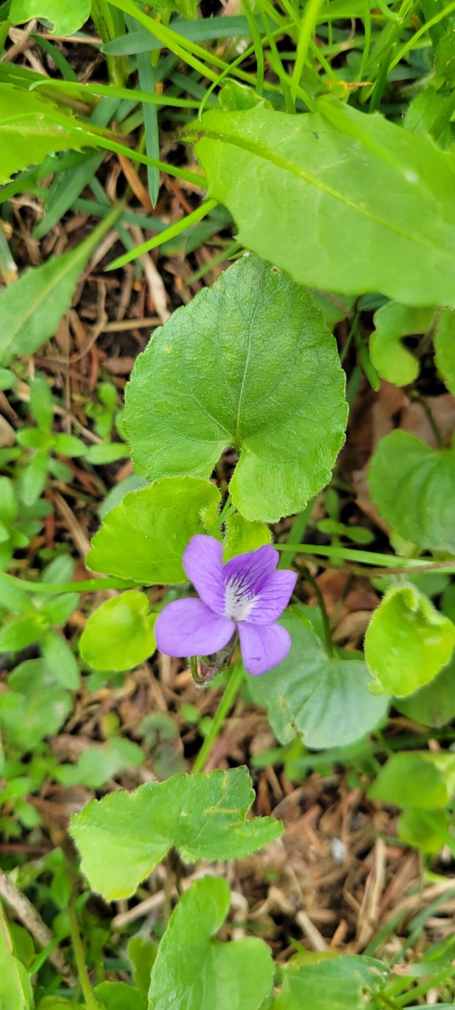 Image of common blue violet