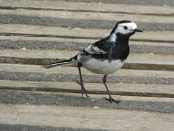 Image of Motacilla alba yarrellii Gould 1837