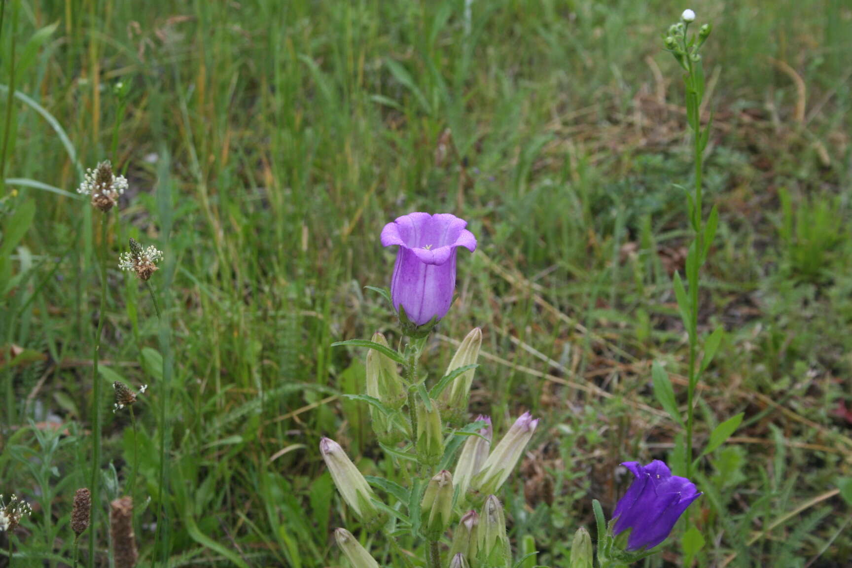 Image of Canterbury Bells