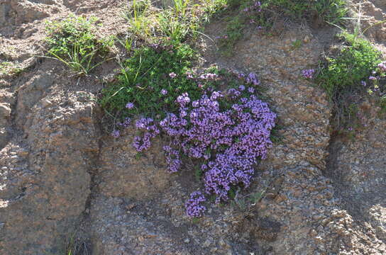 Image of Thymus seravschanicus Klokov