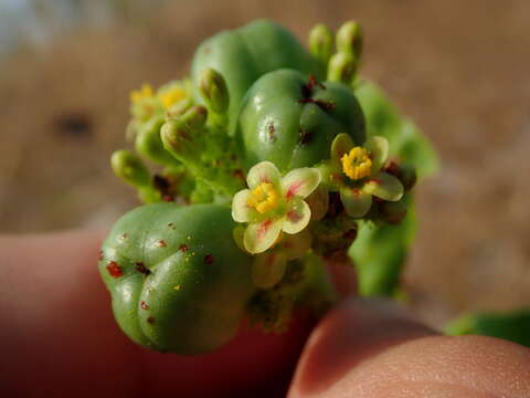 Image of Jatropha elliptica (Pohl) Oken