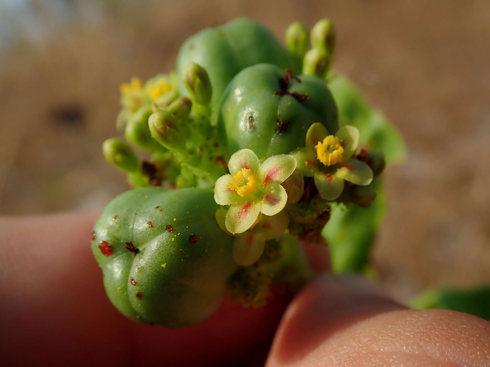 Слика од Jatropha elliptica (Pohl) Oken