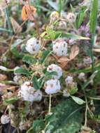 Image of woolly clover