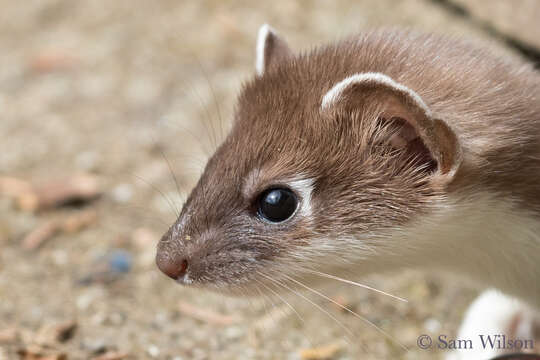 Image of Grisons, Honey Badger, Martens, Tayra, Weasels