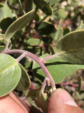 Image of San Gabriel manzanita