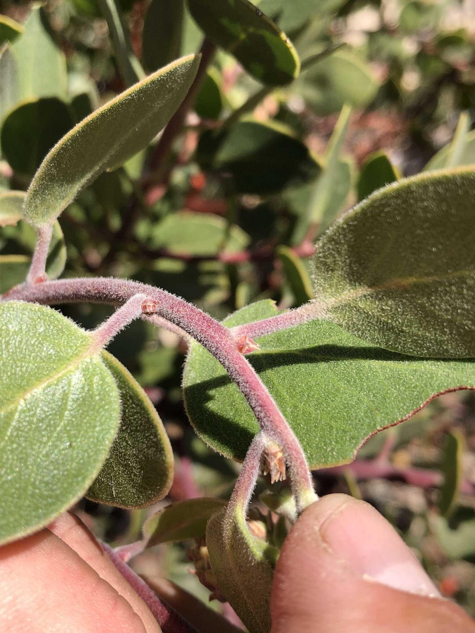 Imagem de Arctostaphylos glandulosa subsp. gabrielensis (P. V. Wells) J. E. Keeley, M. C. Vasey & V. T. Parker