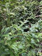 Image of Uncaria lanosa var. appendiculata (Benth.) Ridsdale