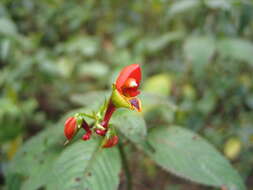 Image of Impatiens sakeriana Hook. fil.