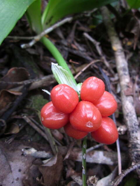 Image of Haemanthus albiflos Jacq.