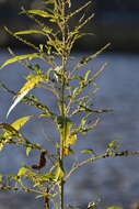 Image of tidalmarsh amaranth