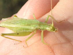 Image of Fast-calling Tree Cricket