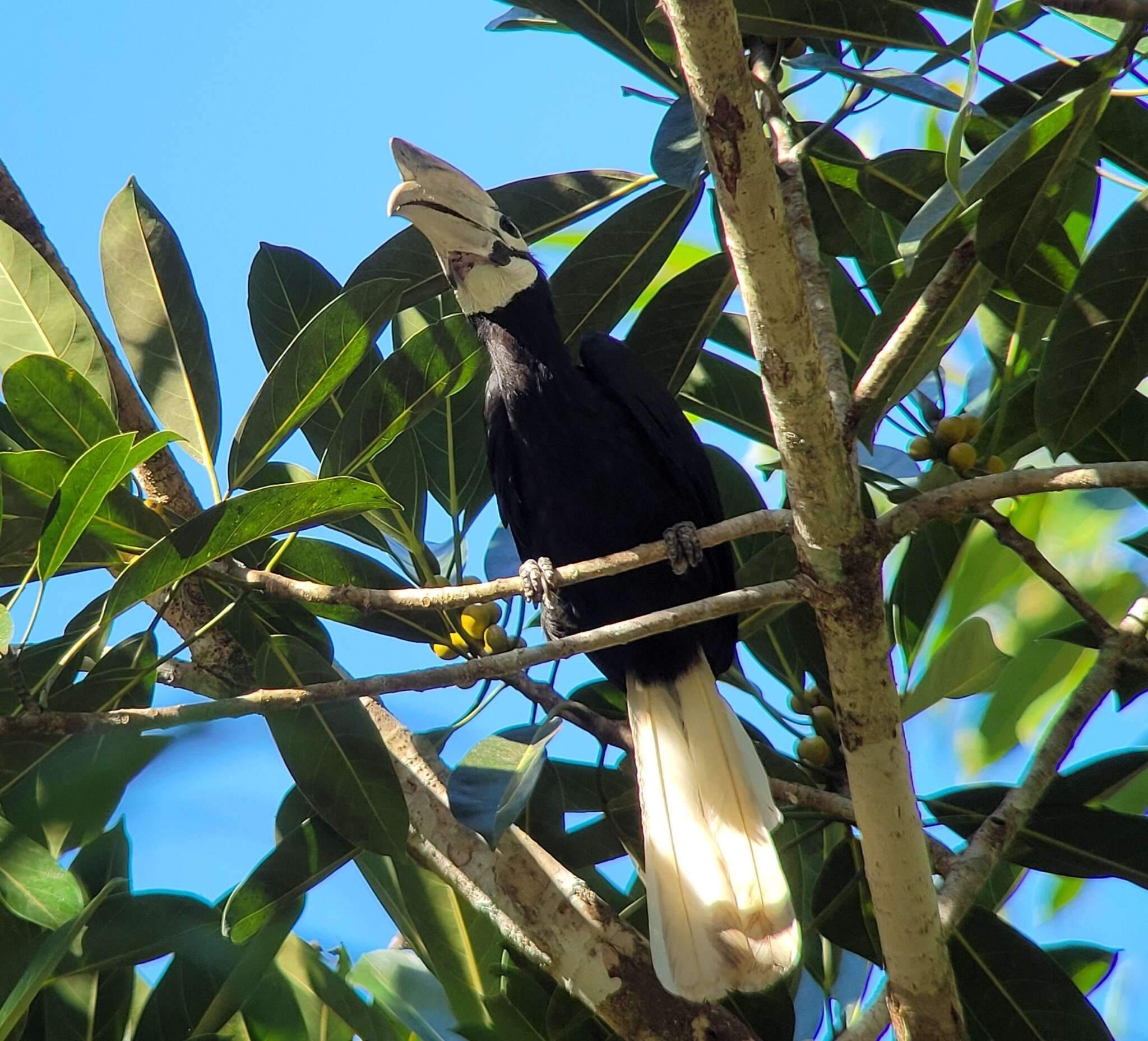 Image of Palawan Hornbill