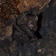 Image of Great Woolly Horsehoe Bat