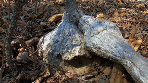 Image of Ibervillea hypoleuca (Standl.) C. Jeffrey