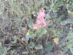 Rumex vesicarius L.的圖片