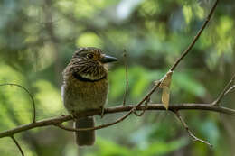 Image of Malacoptila striata striata (Spix 1824)