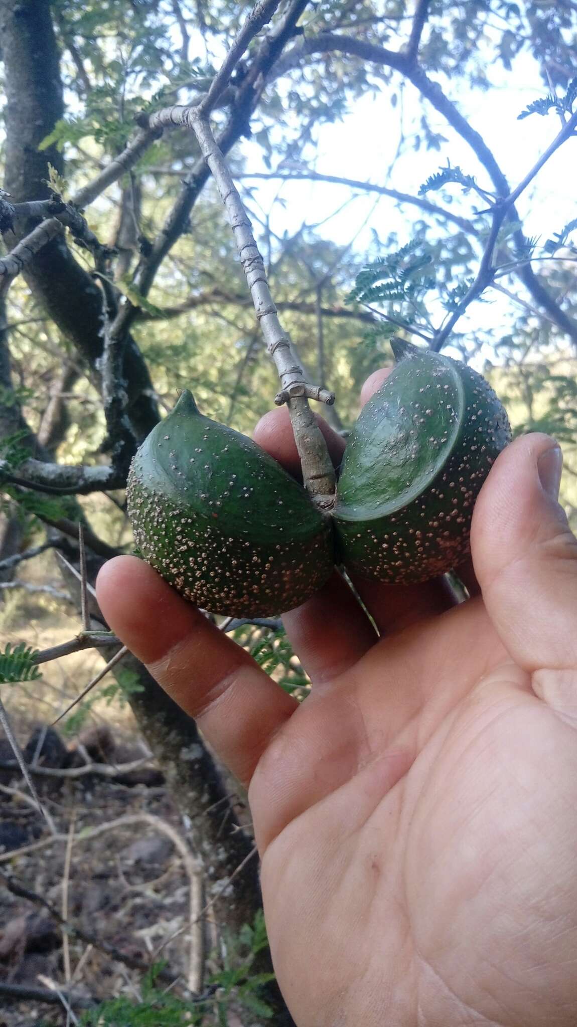 Sivun Tabernaemontana tomentosa (Greenm.) A. O. Simões & M. E. Endress kuva