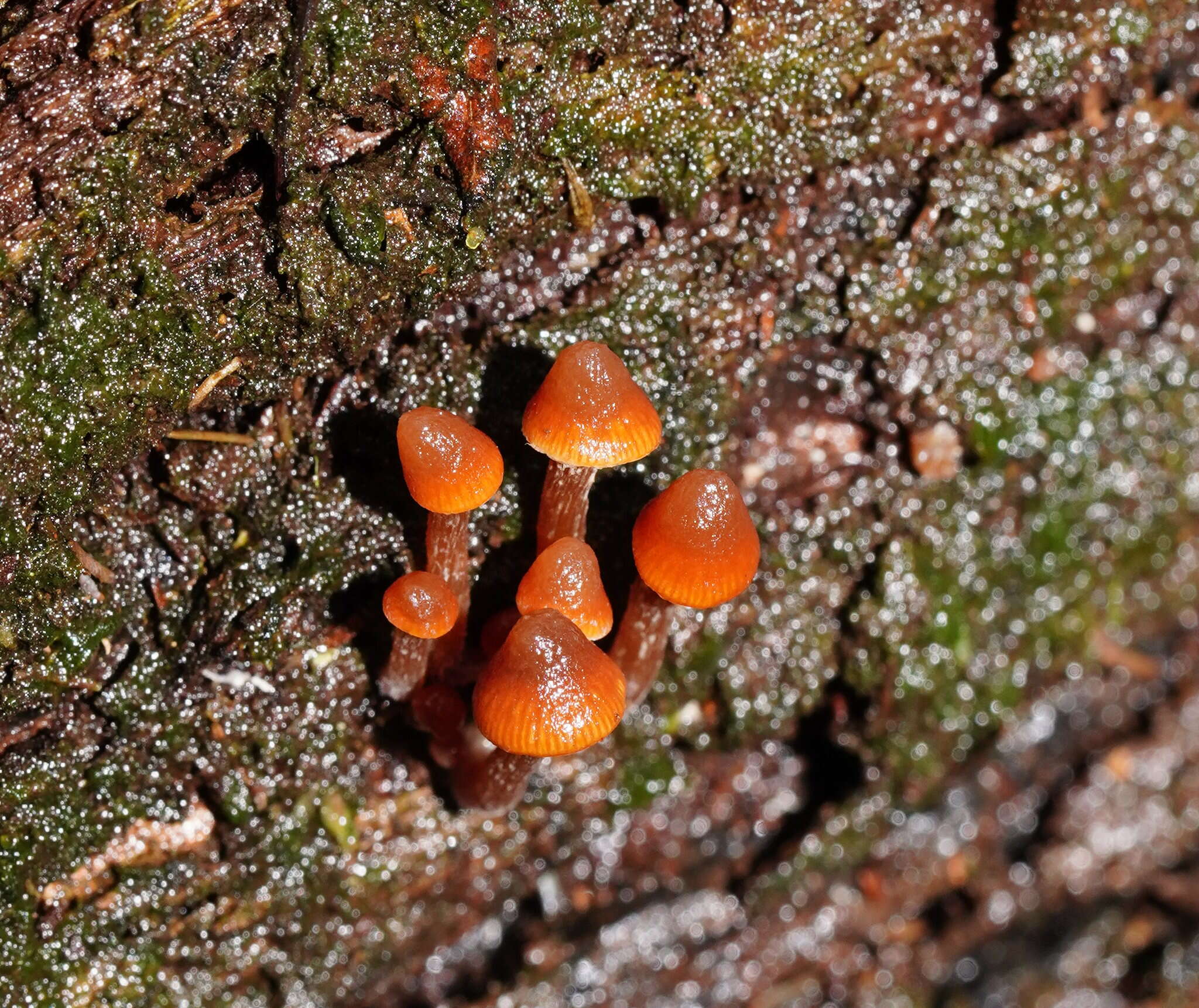 Imagem de Kuehneromyces brunneoalbescens (Y. S. Chang & A. K. Mills) J. A. Cooper 2014