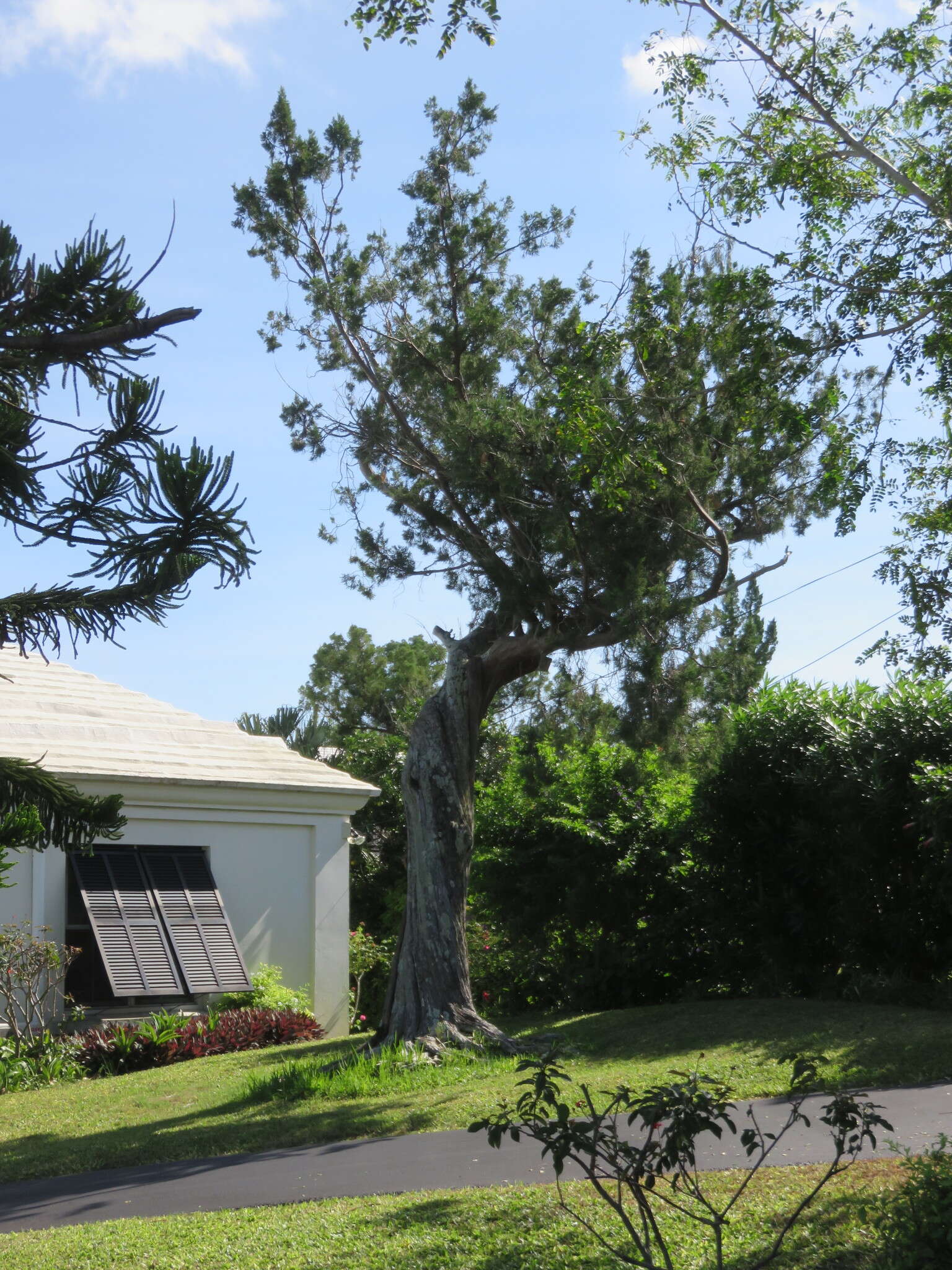 Image of Bermuda Cedar