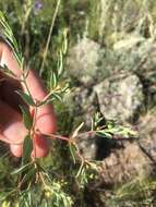 Image of mountain spurge