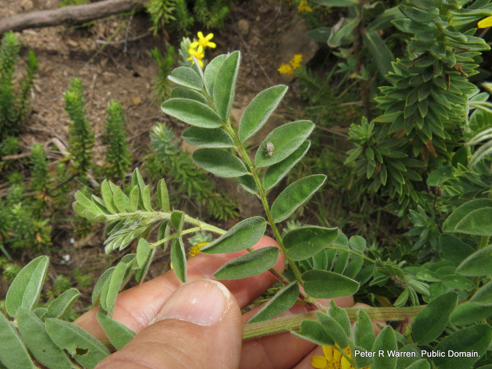 Image of Lessertia perennans var. perennans