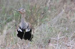 Imagem de <i>Eupodotis ruficrista</i>