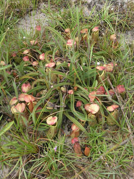 Image of Nepenthes smilesii Hemsl.