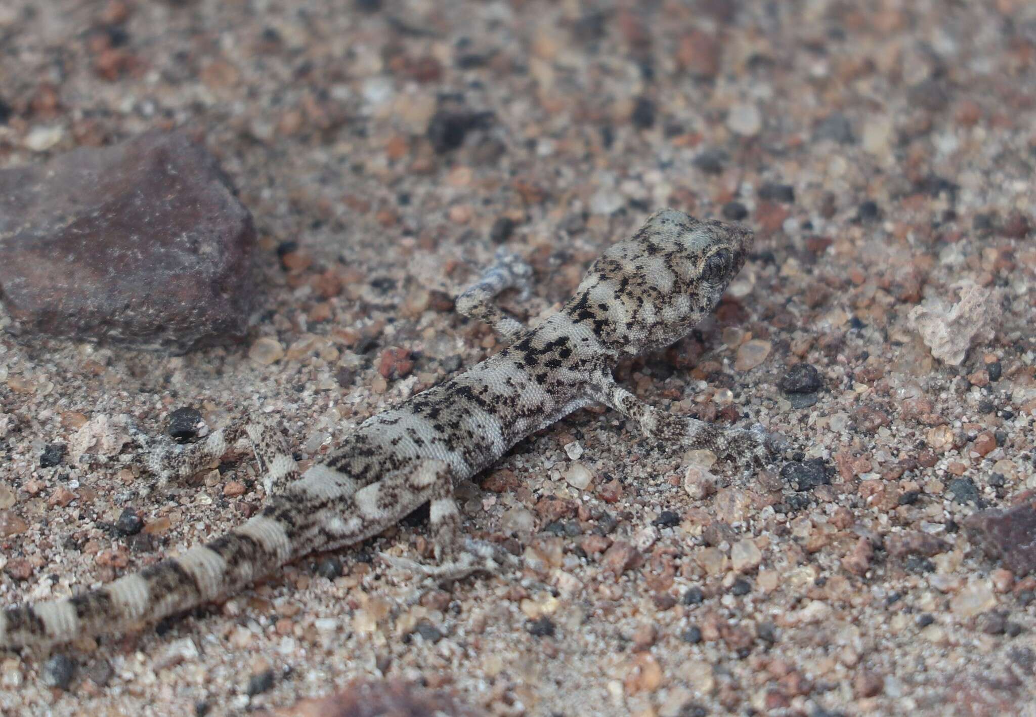 Image of South American Leaf-toed Gecko