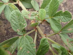 Image of Eriosema parviflorum subsp. parviflorum