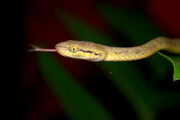 Image of Yellow-green Cat Snake