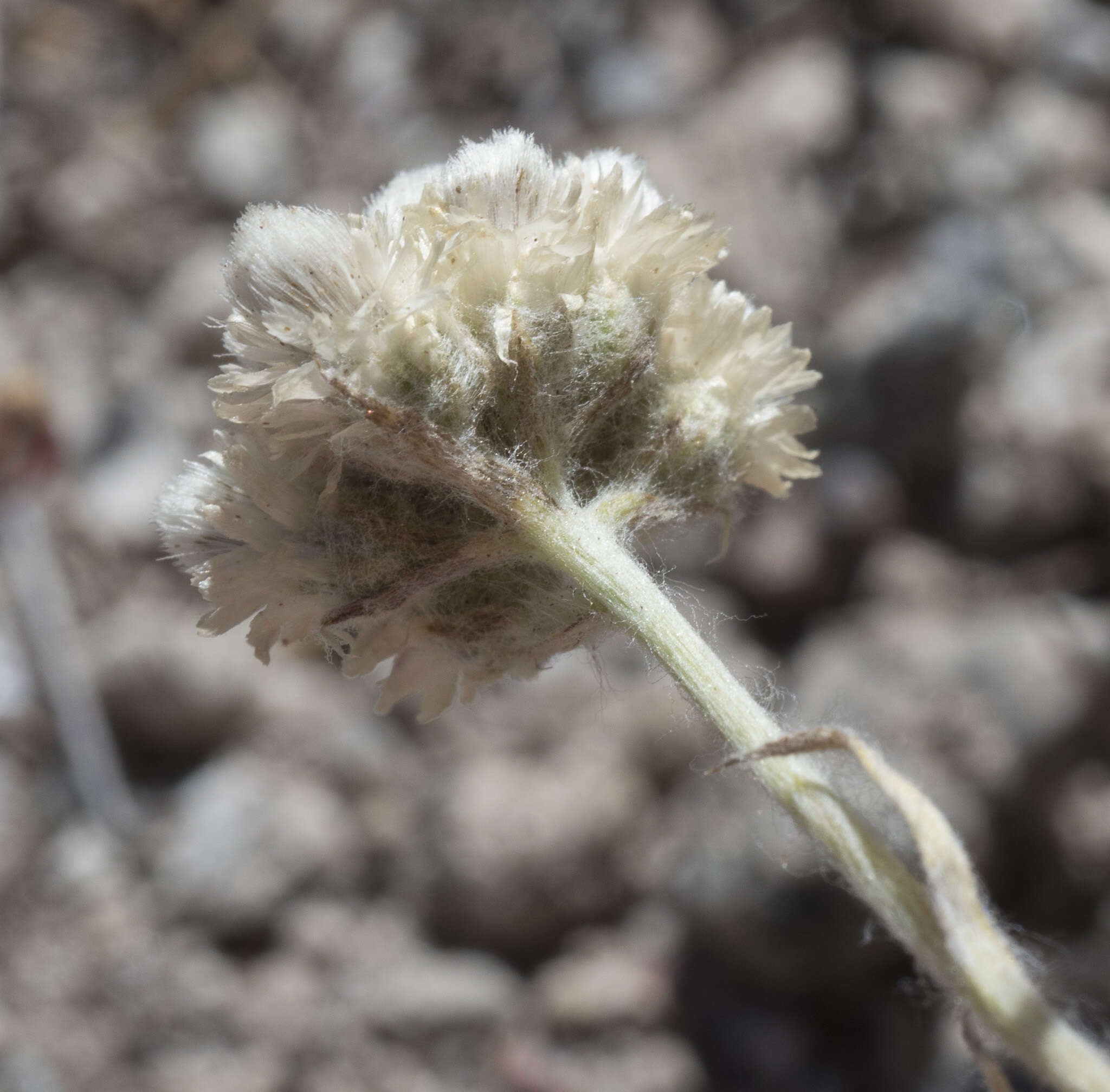 Imagem de Antennaria rosea subsp. confinis (Greene) R. J. Bayer