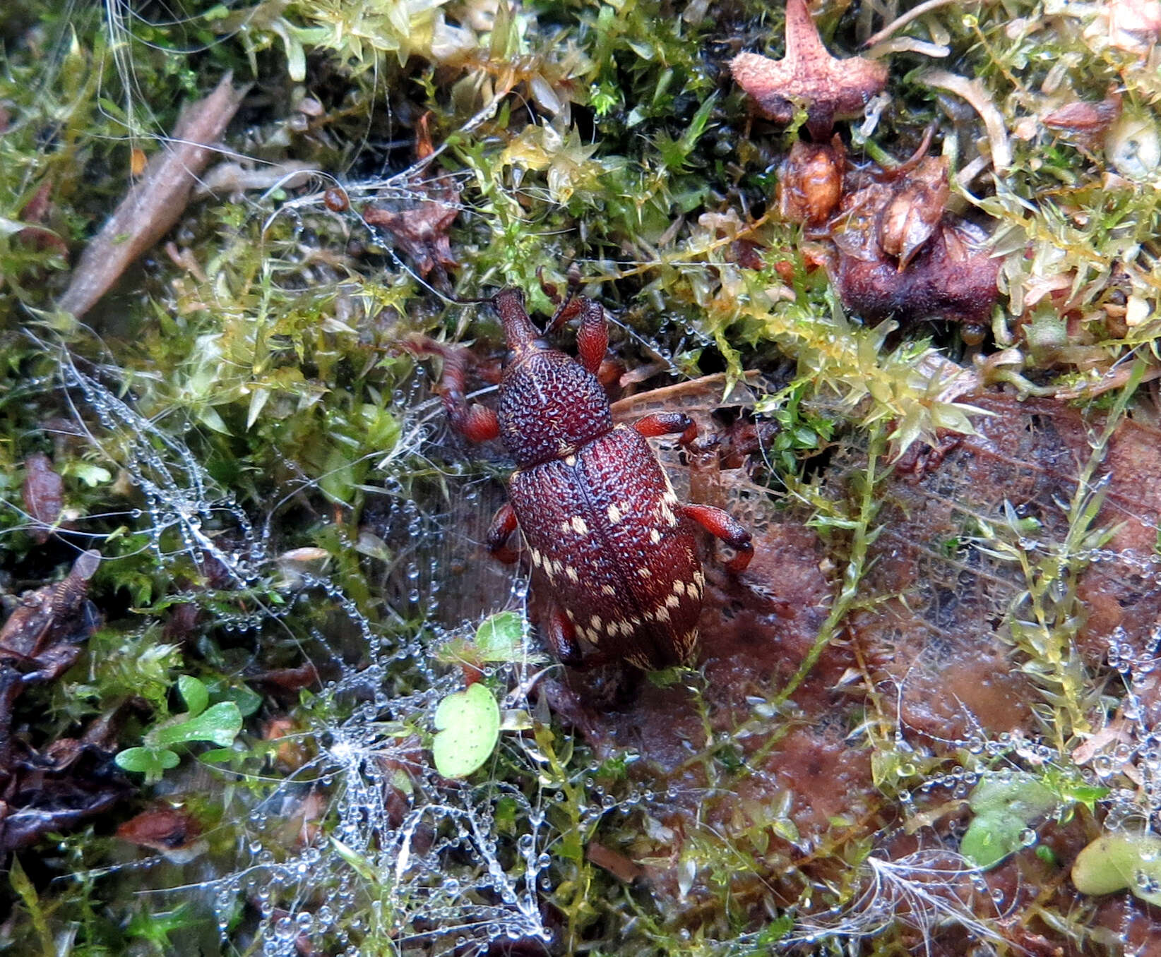 Hylobius transversovittatus (Goeze & J. A. E. 1777) resmi