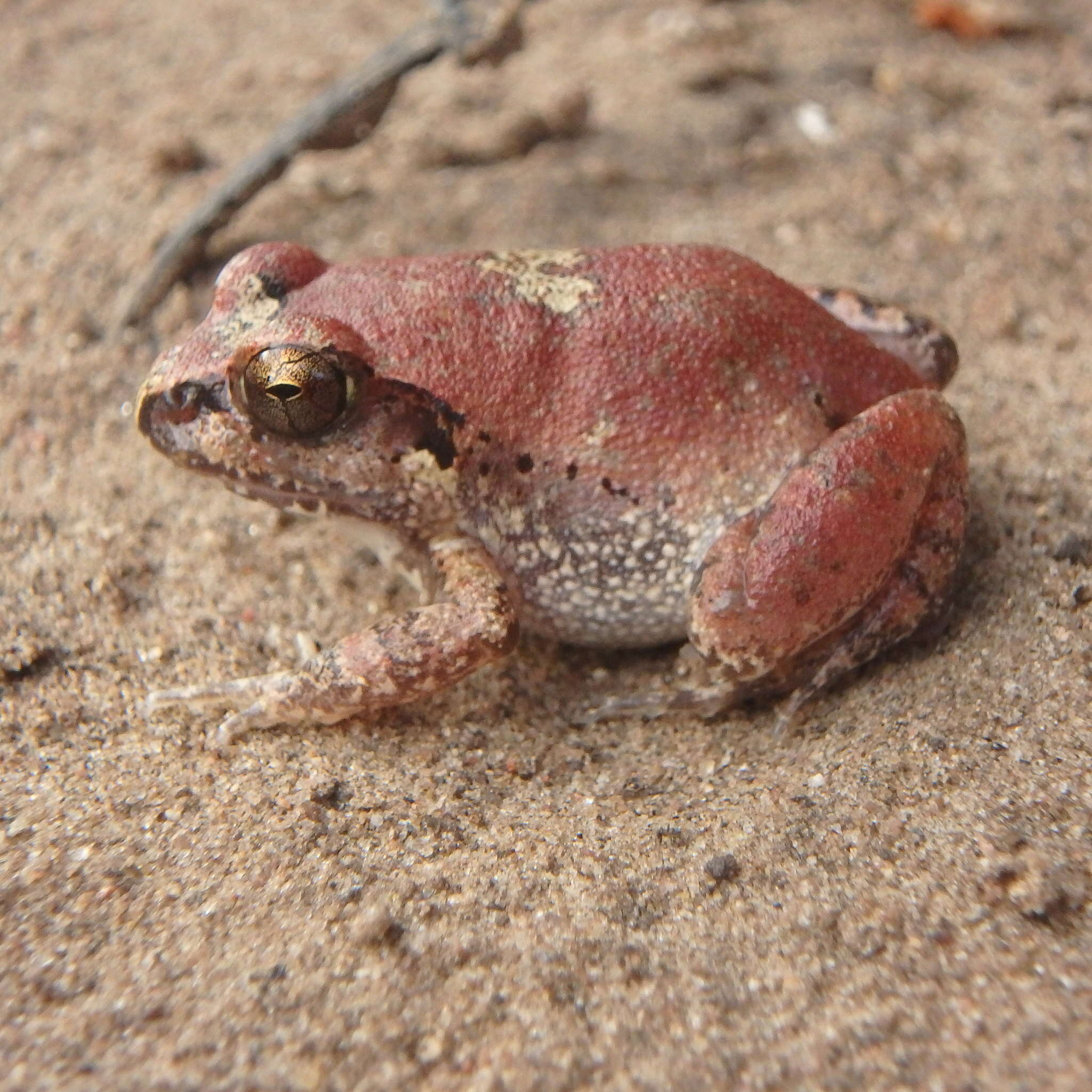 Arthroleptis stenodactylus Pfeffer 1893的圖片