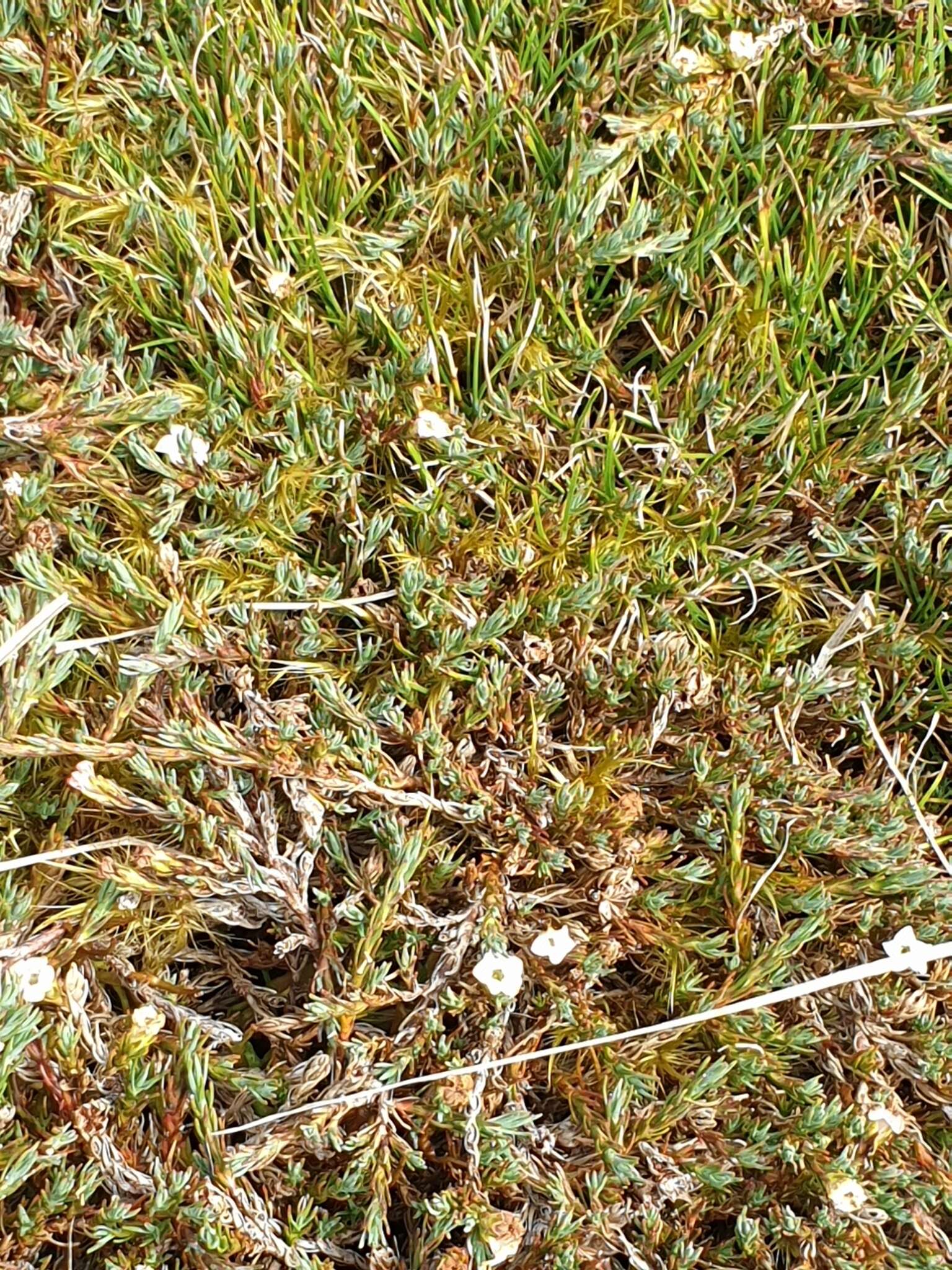 Image of Dracophyllum prostratum T. Kirk