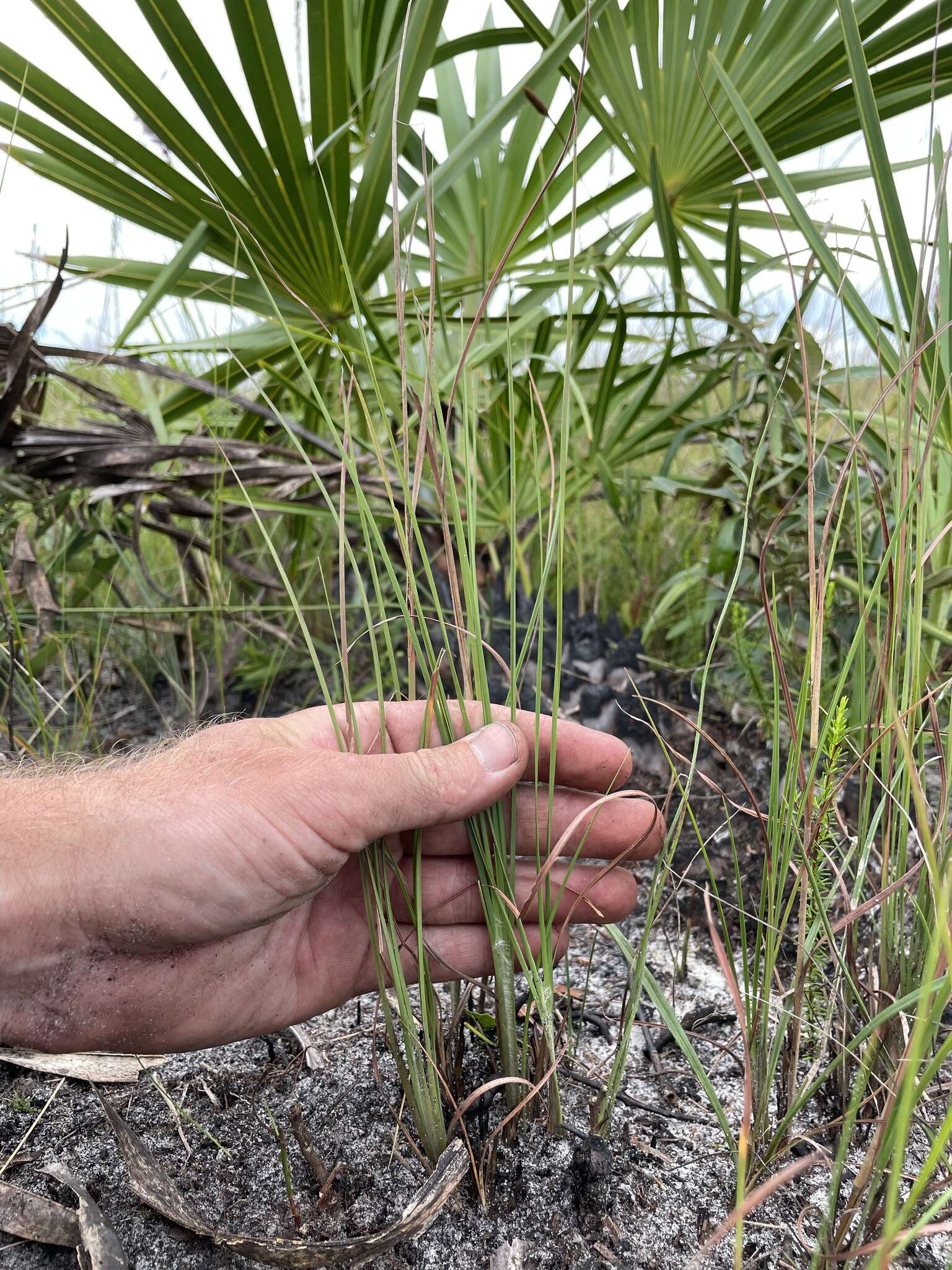 Image of Andropogon cumulicola