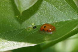 Imagem de Charidotella (Charidotella) sexpunctata (Fabricius 1781)