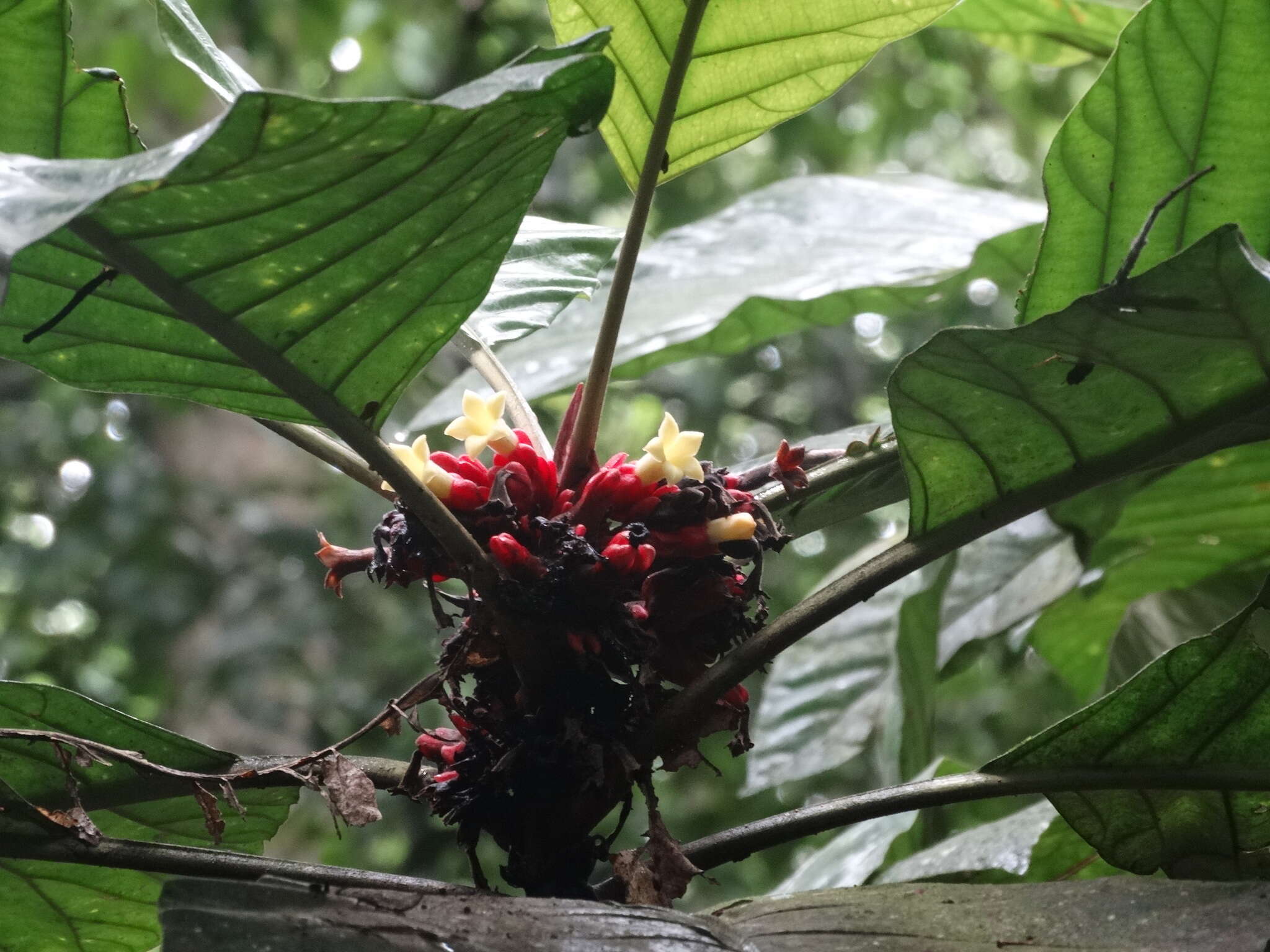 Image of Pentagonia macrophylla Benth.