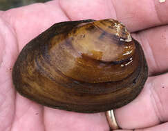 Image of Southern Clubshell