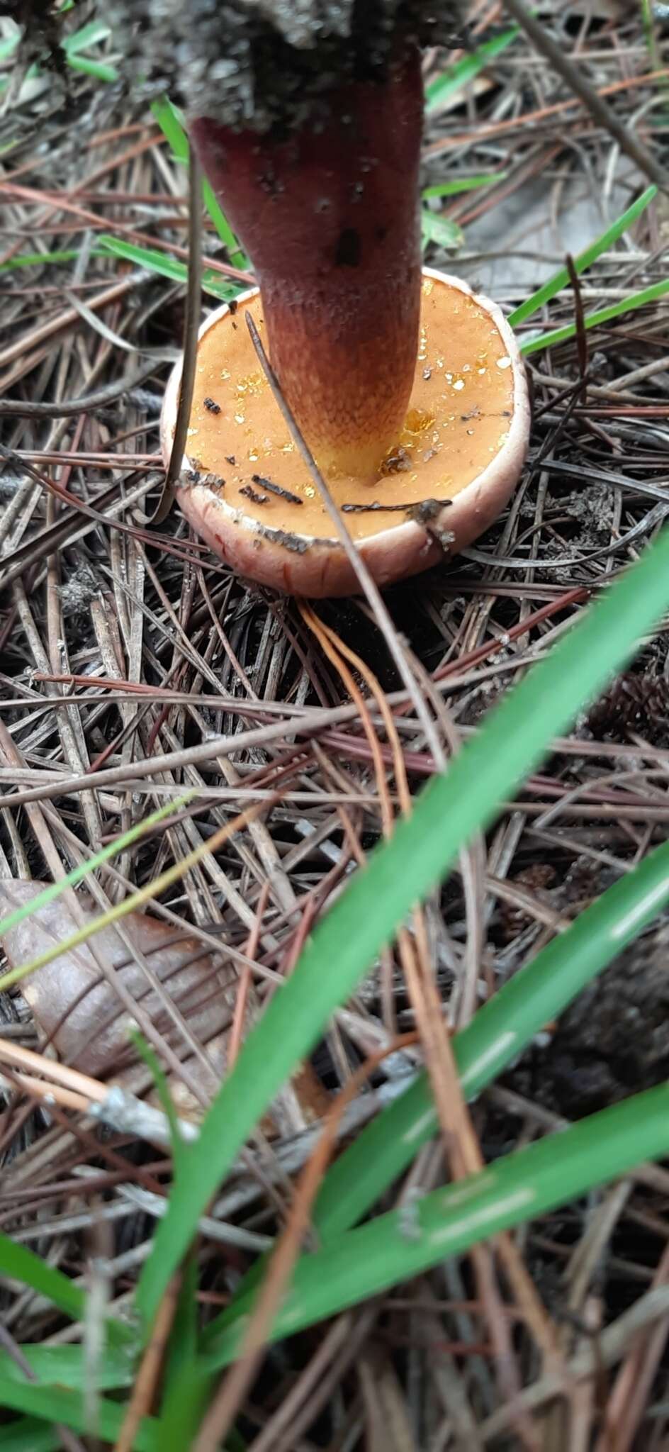 Image of Butyriboletus floridanus (Singer) G. Wu, Kuan Zhao & Zhu L. Yang 2016