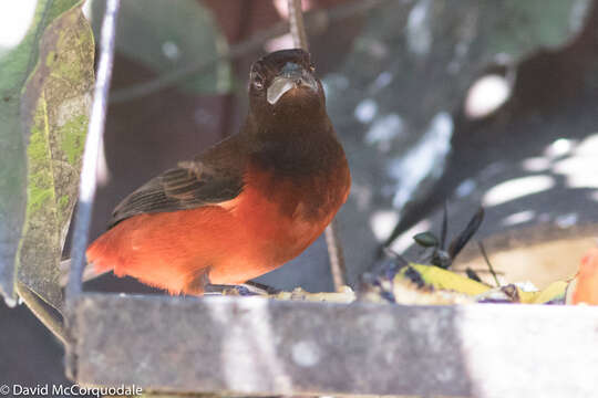 Image of Crimson-backed Tanager