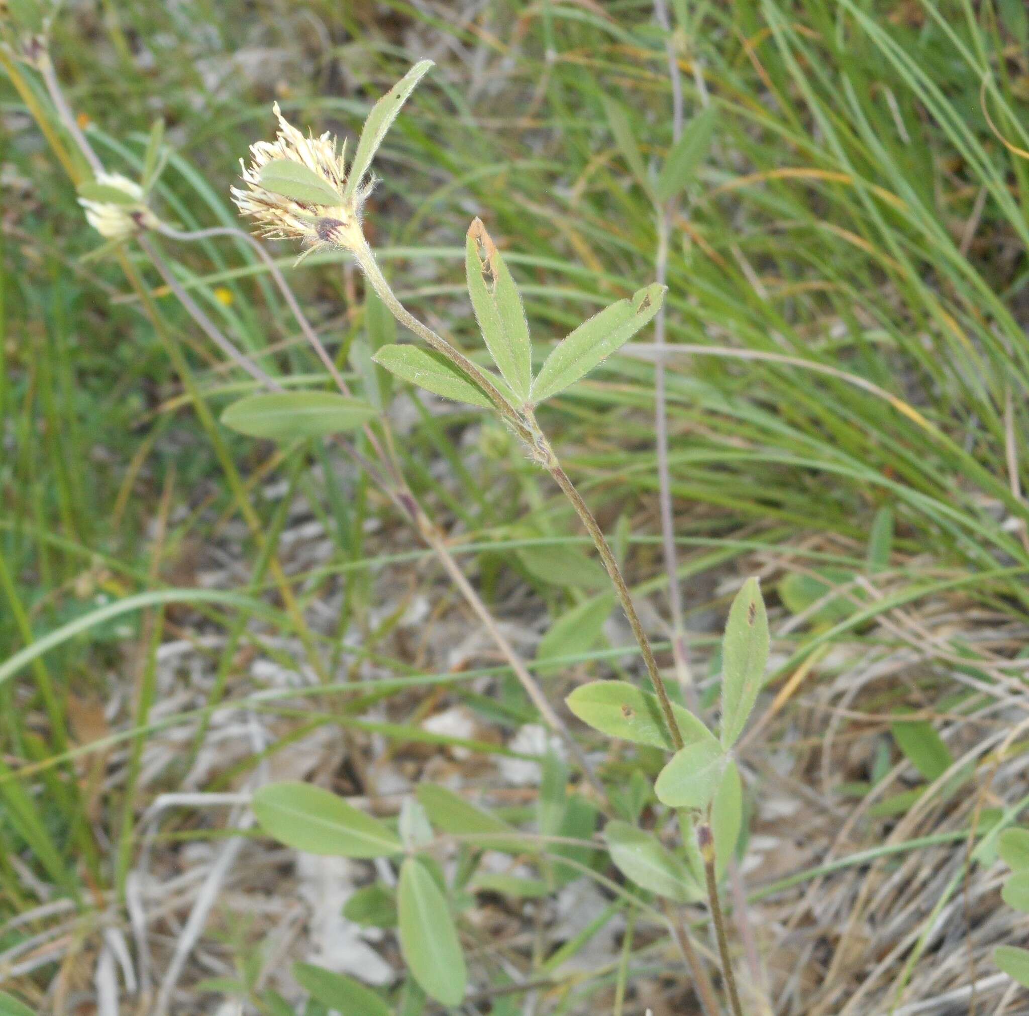 Image of Trifolium ochroleucon var. ochroleucon