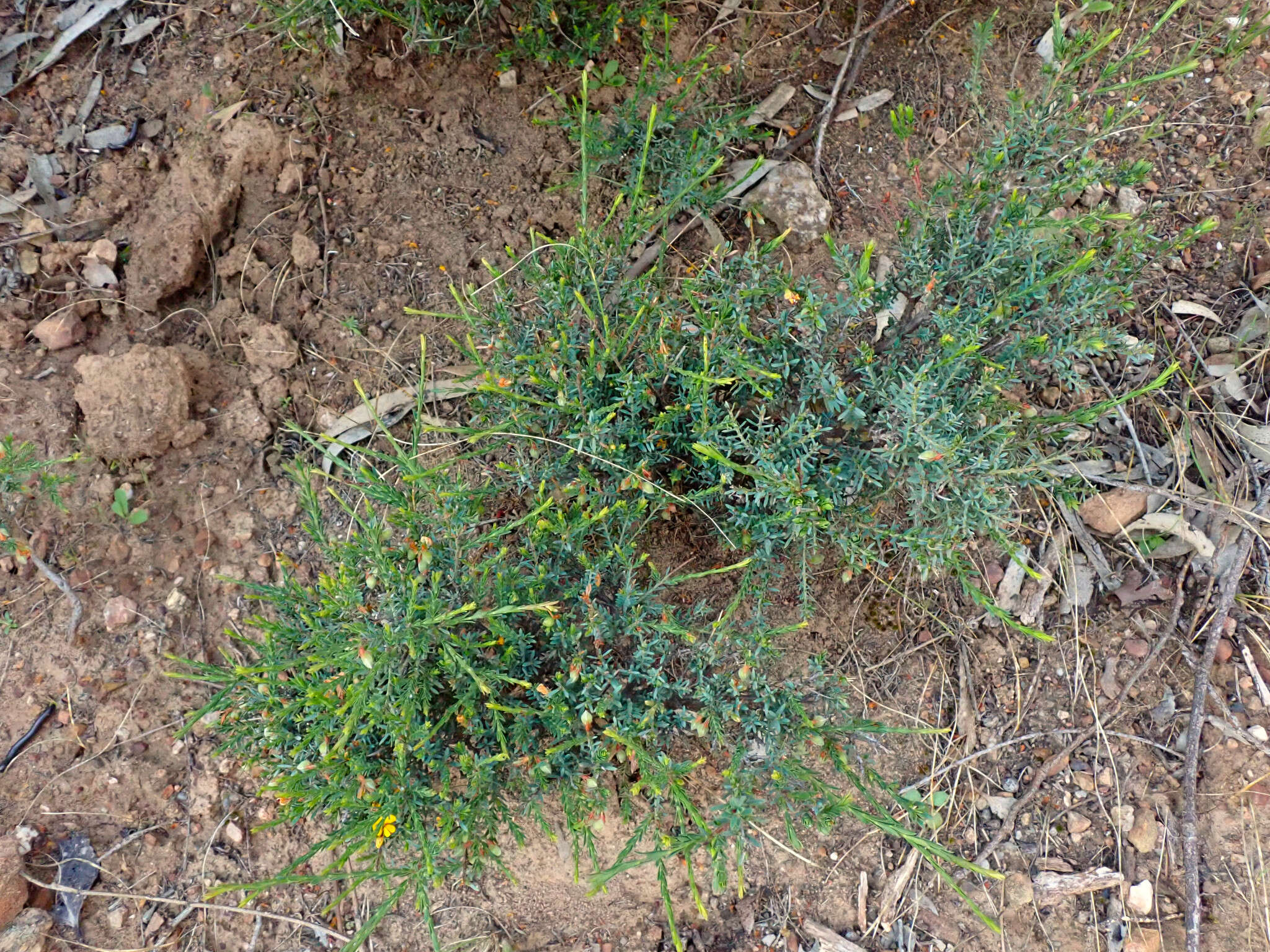 Image of Eutaxia microphylla (R. Br.) J. M. Black